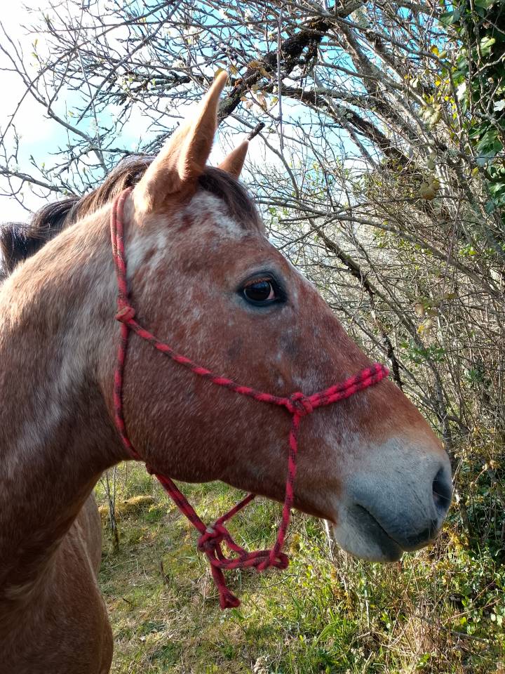 Etalon Paint horse X Appaloosa 