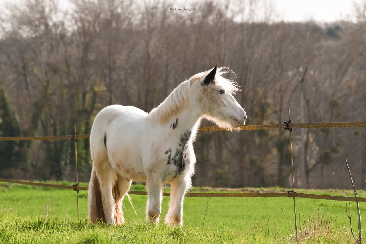 Jument Irish Cob d&eacute;bour&eacute;e