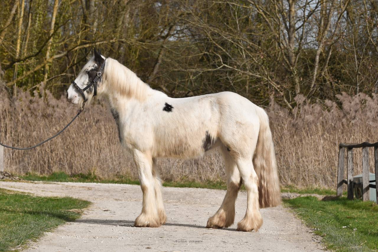Jument Irish Cob d&eacute;bour&eacute;e