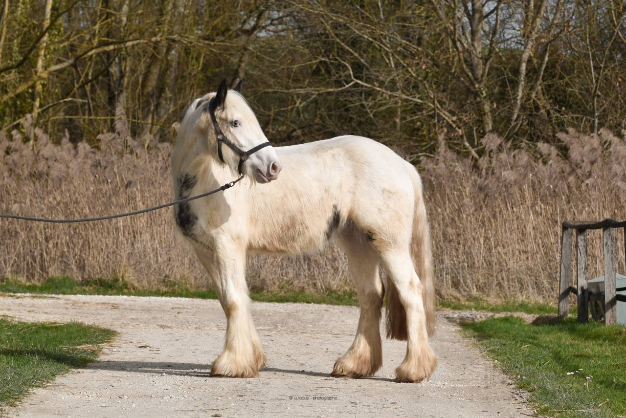 Jument Irish Cob d&eacute;bour&eacute;e