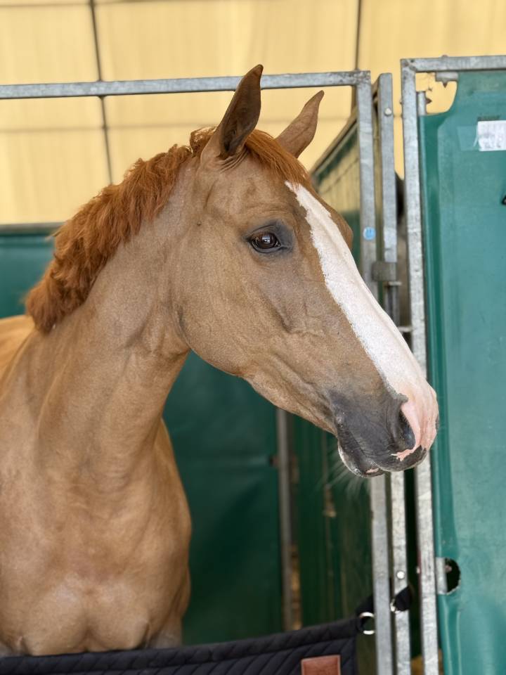 Jument 7 ans intouchable x vigo X fragance de chalusse