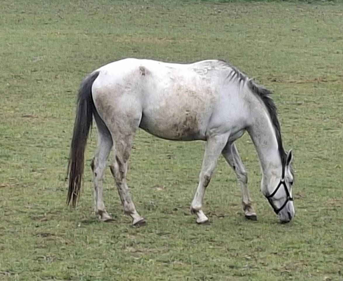 4 ans &agrave; vendre