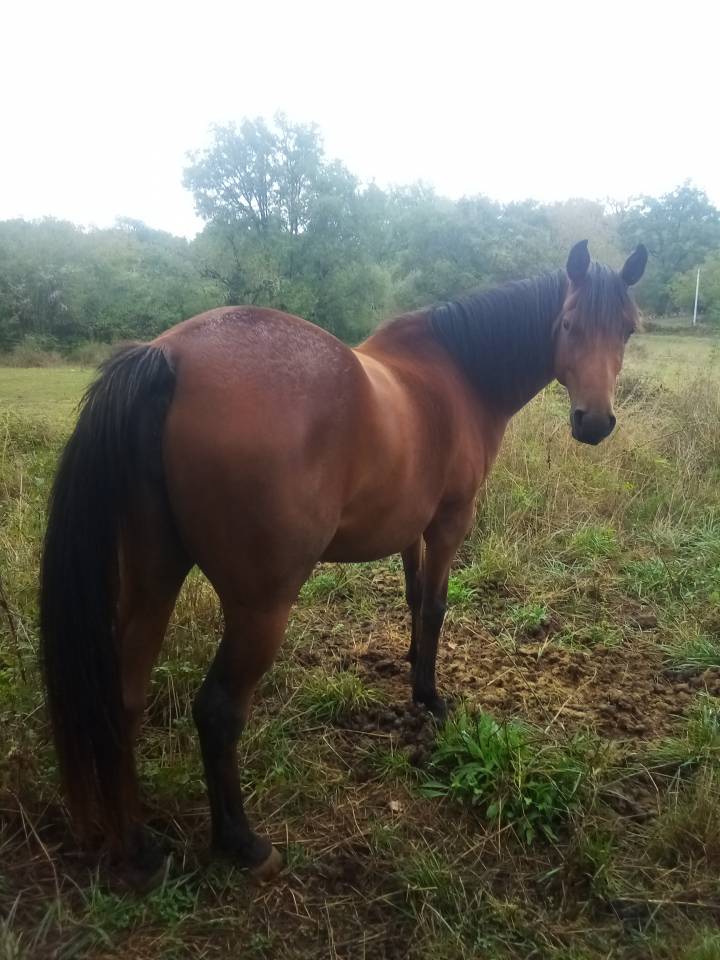 jument Quarter Horse X PSA 4 ans