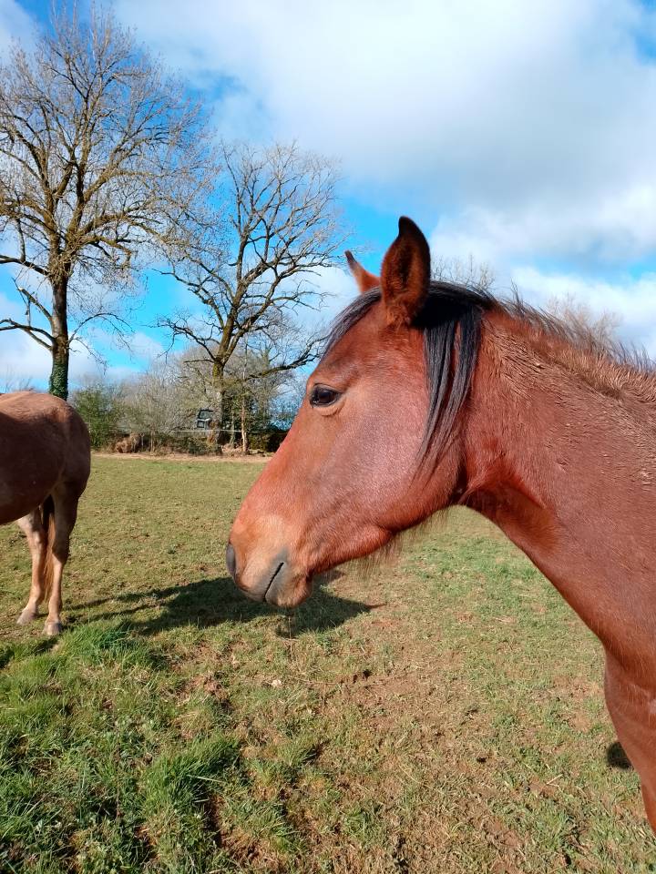 jument Quarter Horse X PSA 4 ans
