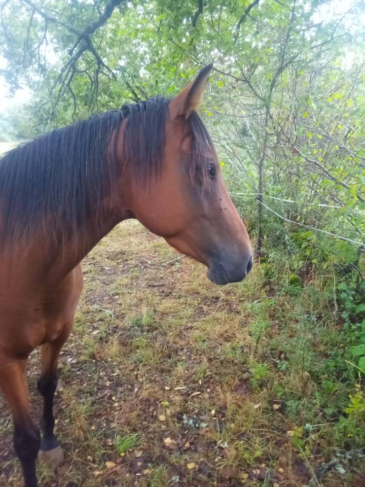 jument Quarter Horse X PSA 4 ans