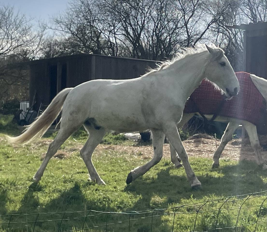 Hongre &agrave; vendre 