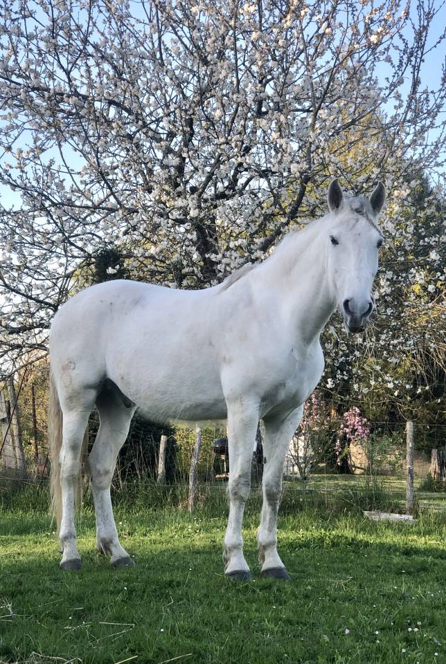 Hongre &agrave; vendre 