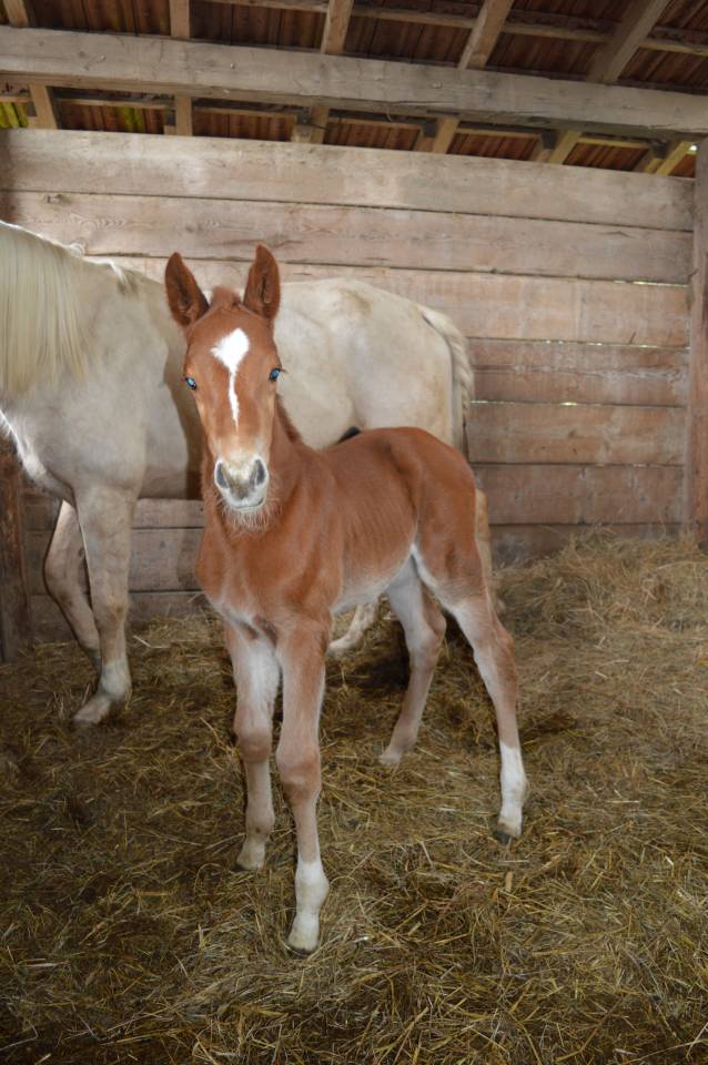 Pouliche selle fran&ccedil;ais 