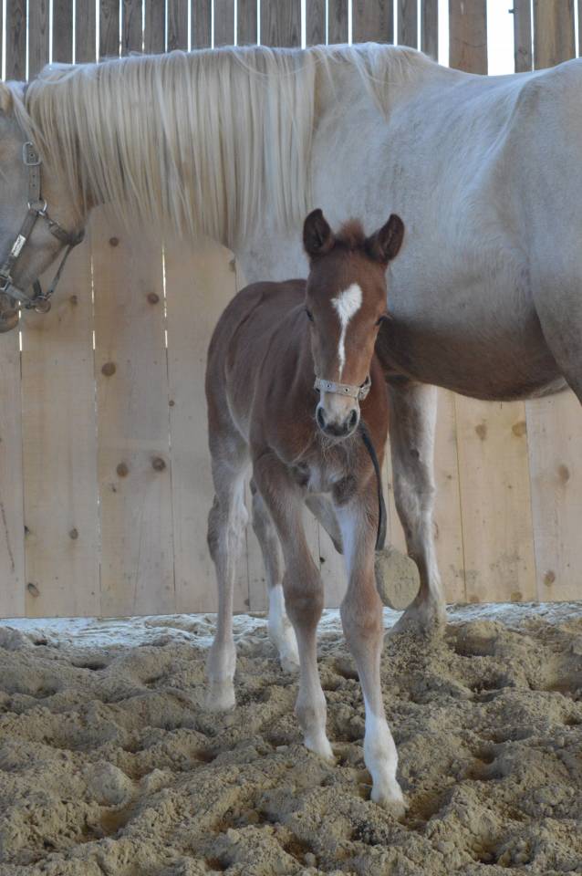 Pouliche selle fran&ccedil;ais 