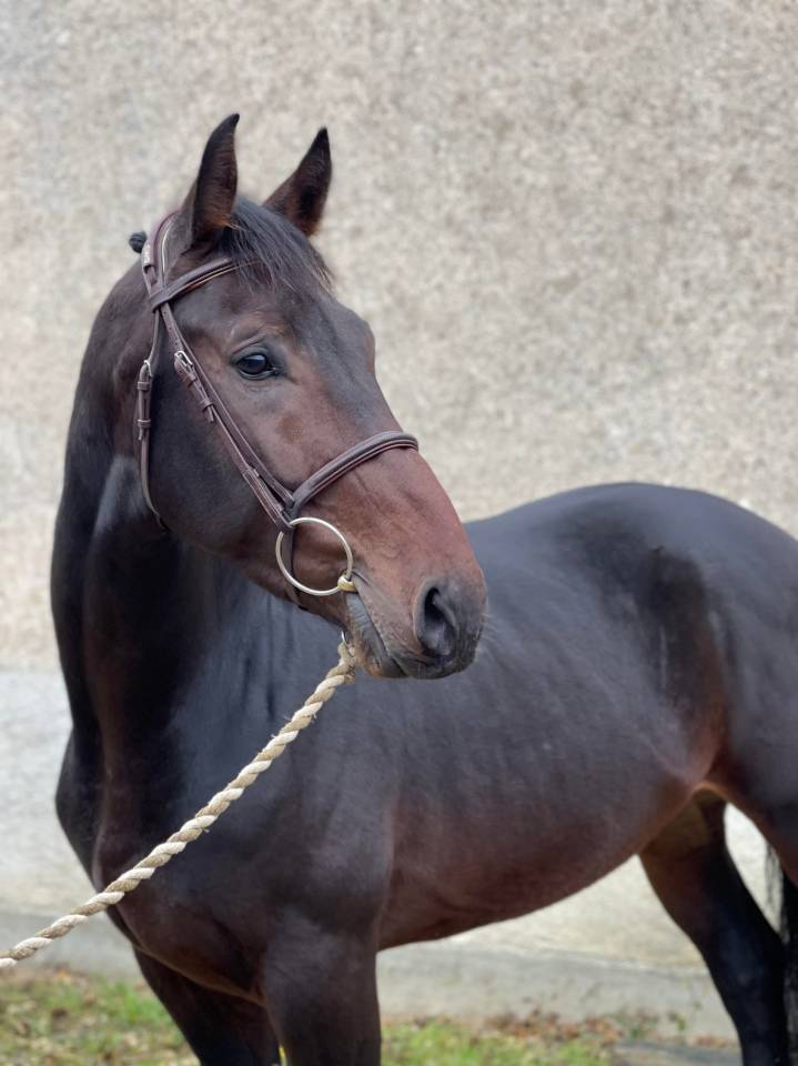 ? DEMI-PENSION &ndash; Beau hongre de 8 ans