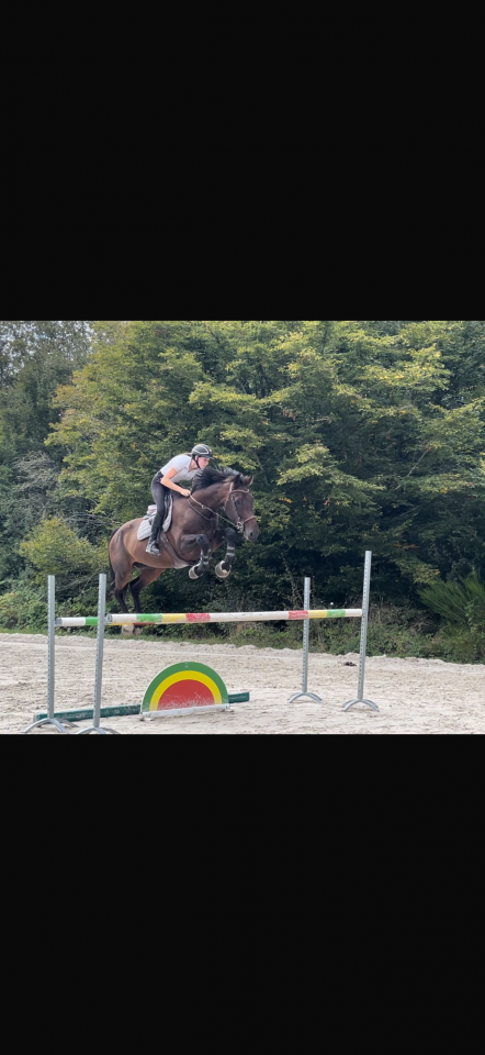 ? DEMI-PENSION &ndash; Beau hongre de 8 ans