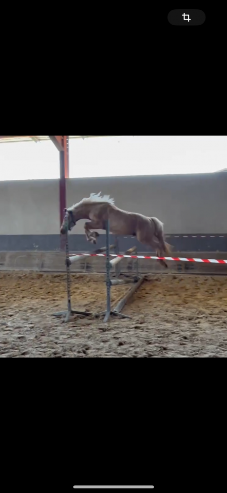 Poney &agrave; vendre 