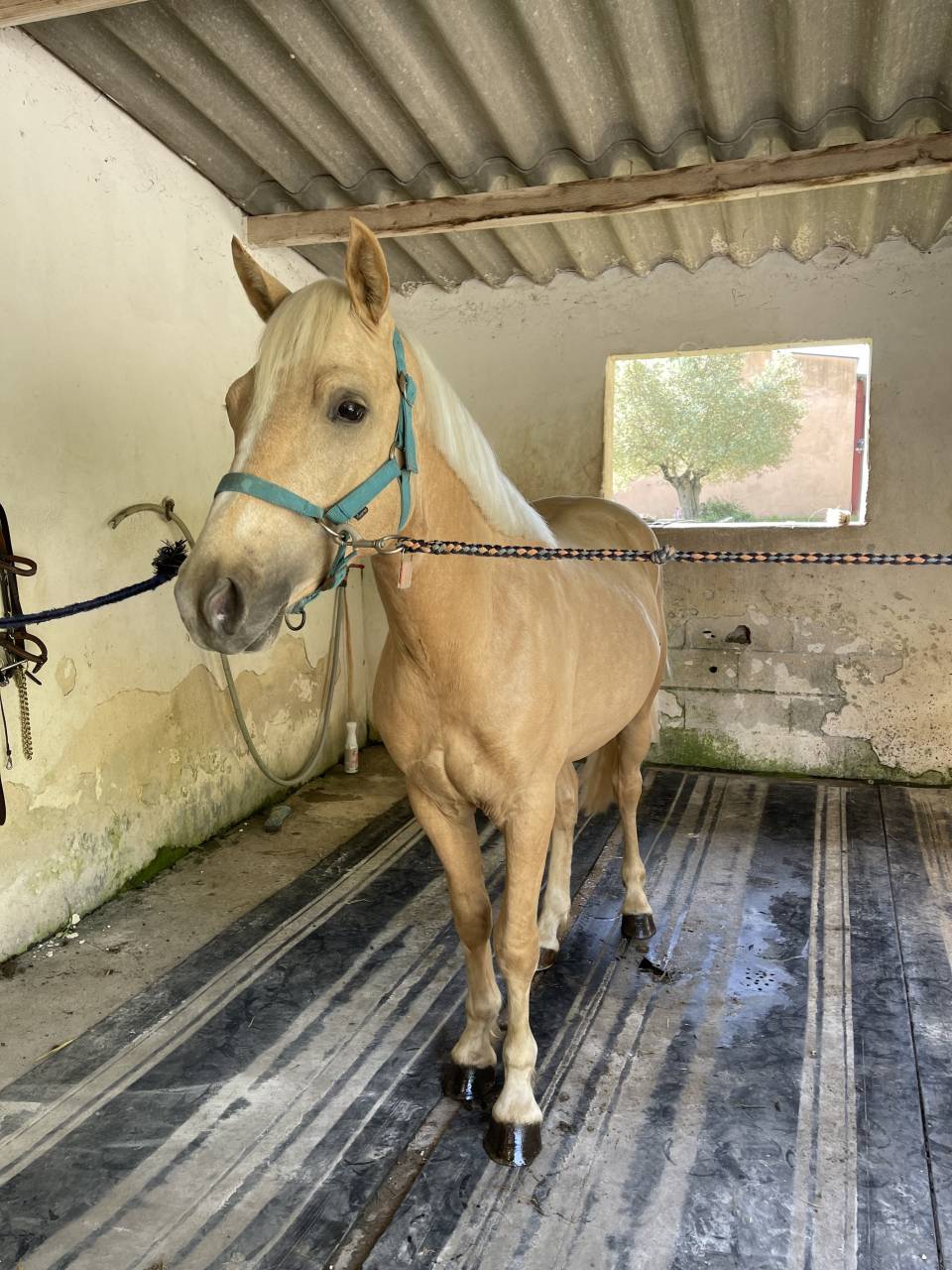 Poney &agrave; vendre 