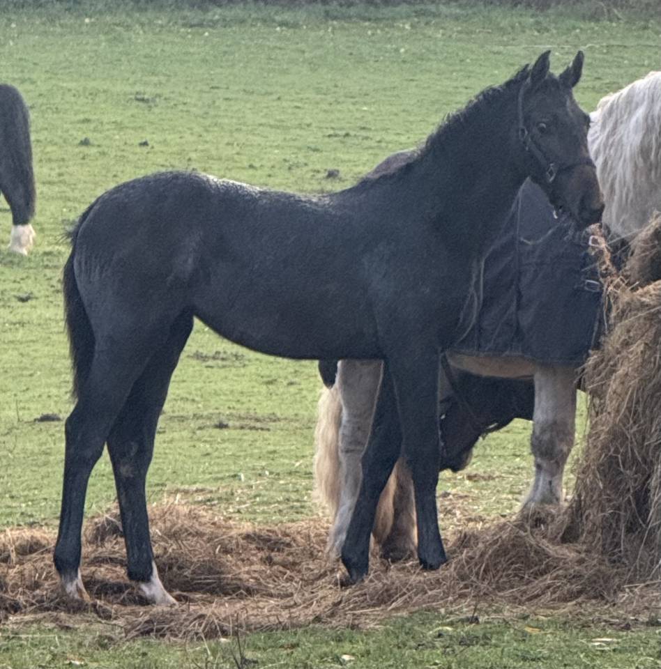 Pouliche selle fran&ccedil;ais 1 an 