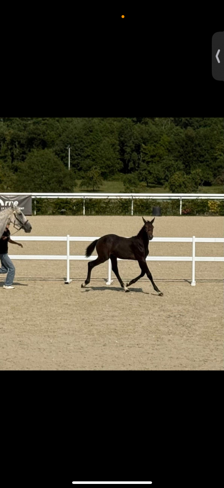 Pouliche selle fran&ccedil;ais 1 an 