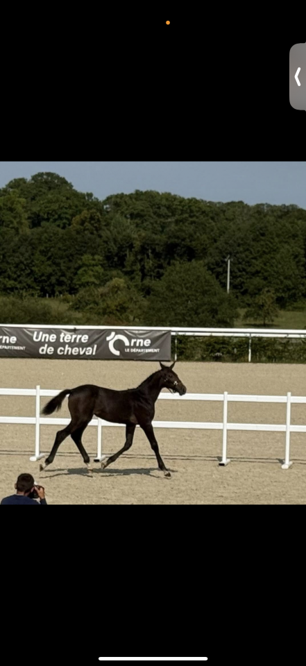 Pouliche selle fran&ccedil;ais 1 an 