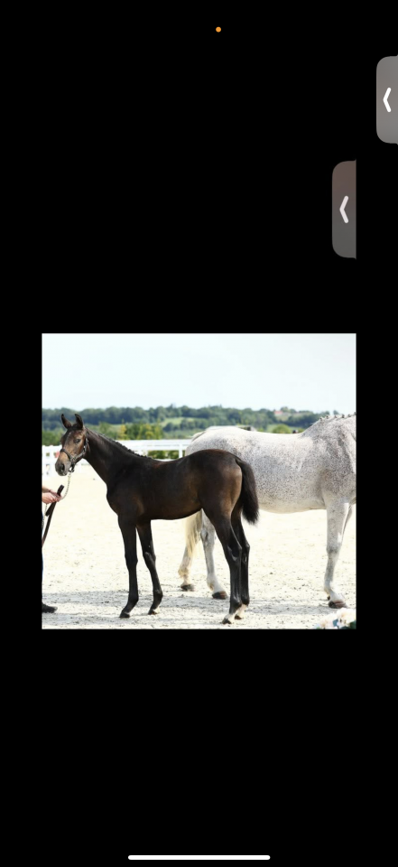 Pouliche selle fran&ccedil;ais 1 an 