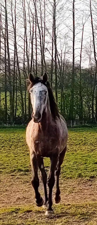 hongre PS 3 ans non debourr&eacute;