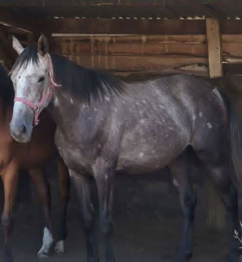 hongre PS 3 ans non debourr&eacute;