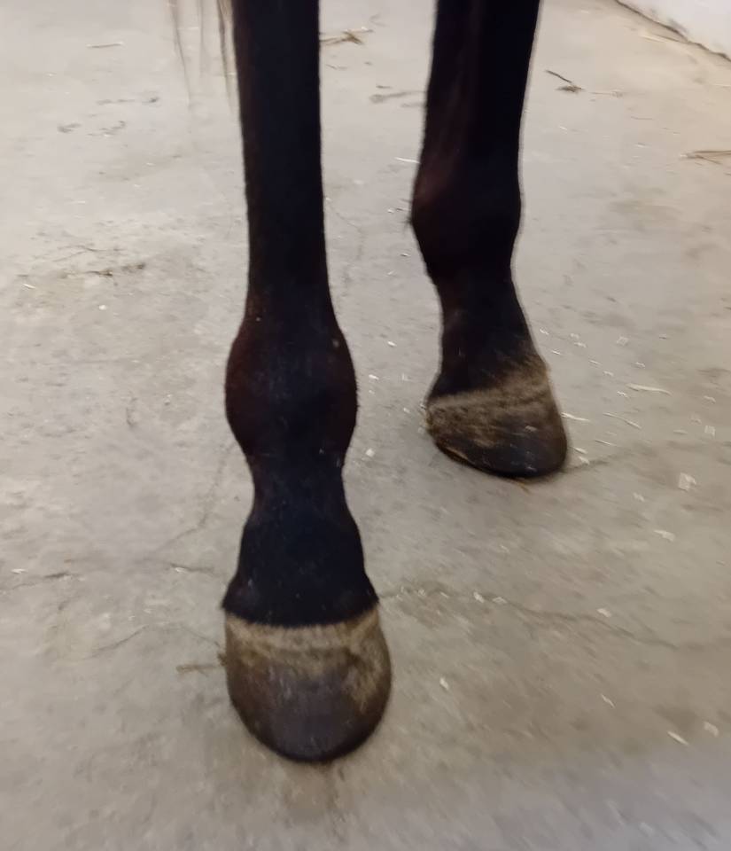 hongre PS 3 ans non debourr&eacute;