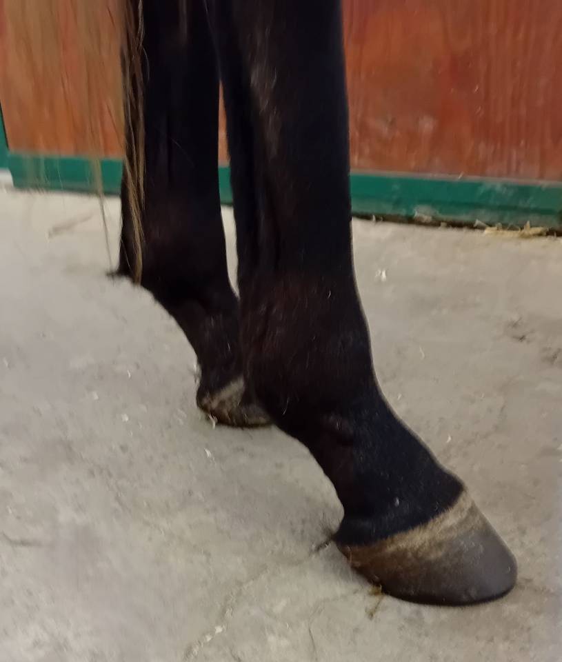 hongre PS 3 ans non debourr&eacute;