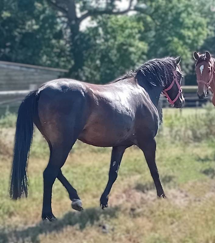 hongre PFS 4 ans non d&eacute;bourr&eacute;