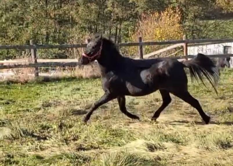 hongre PFS 4 ans non d&eacute;bourr&eacute;