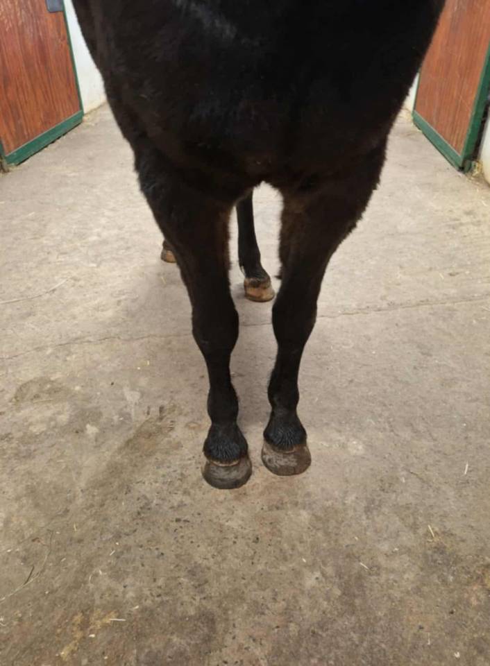 hongre PFS 4 ans non d&eacute;bourr&eacute;