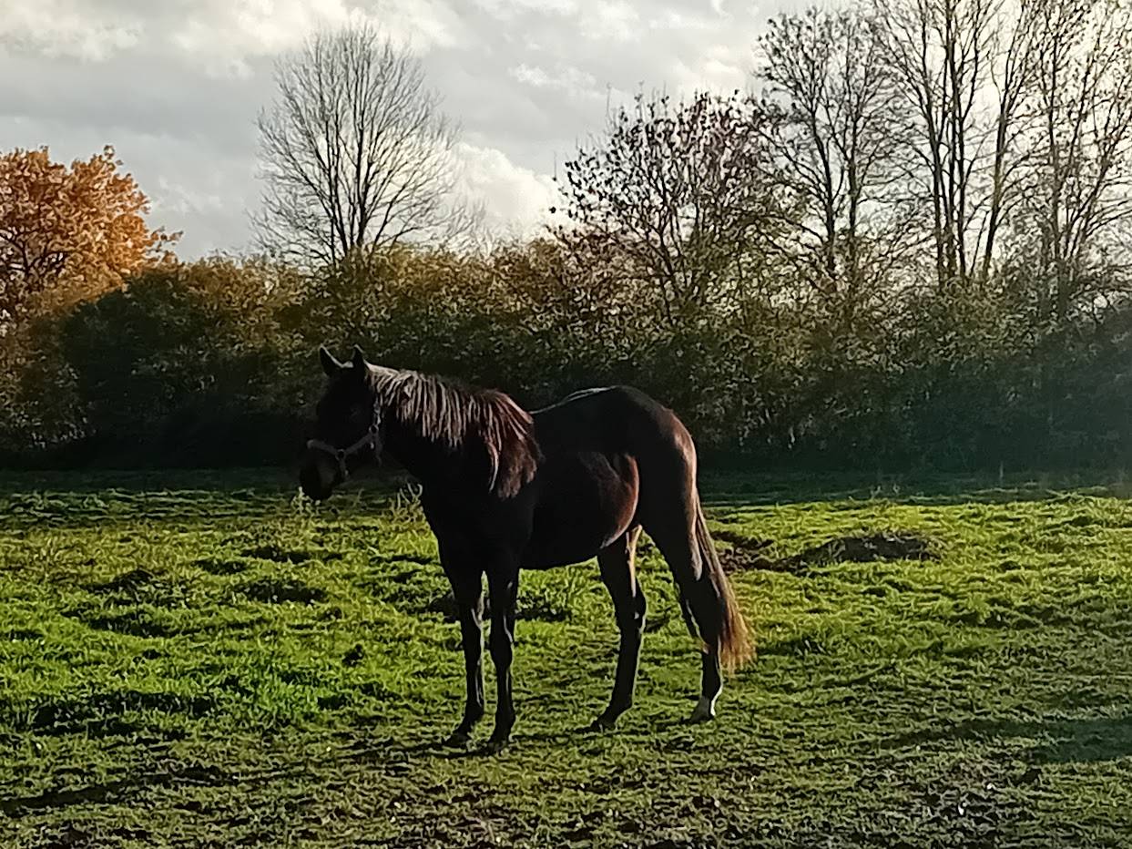 Pouliche PS par Penny's Picnic