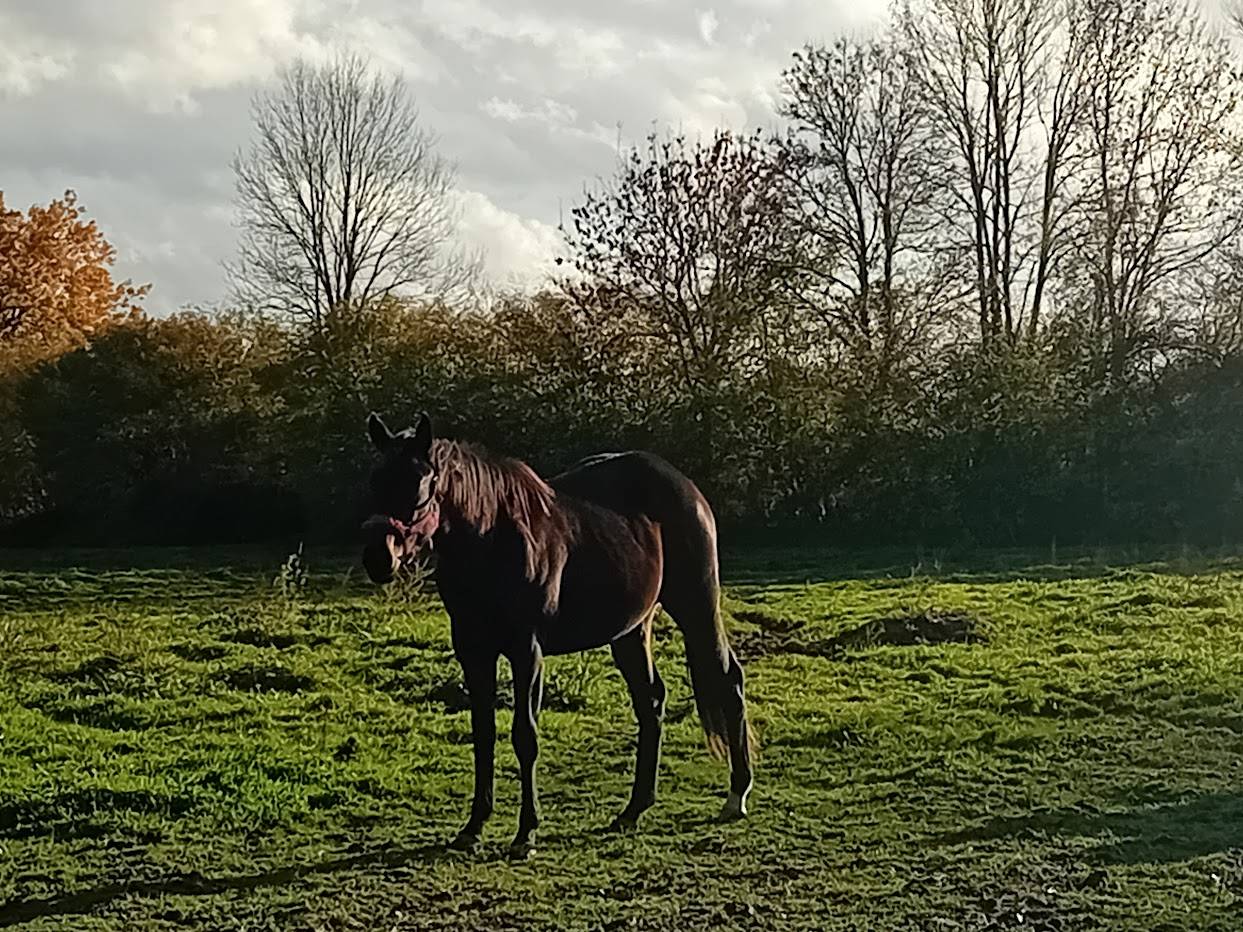 Pouliche PS par Penny's Picnic