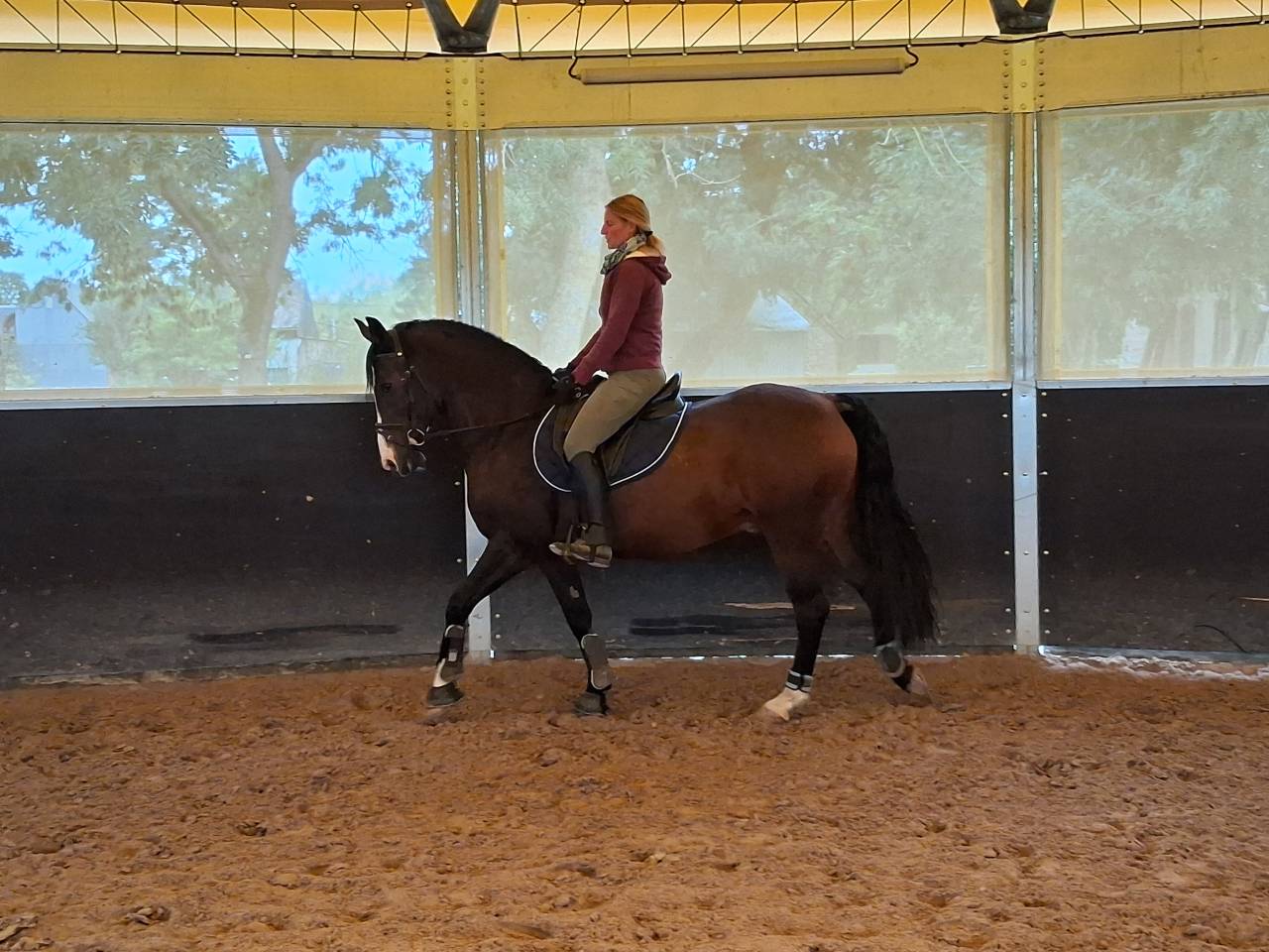 Baracouda - Hongre de 14 ans