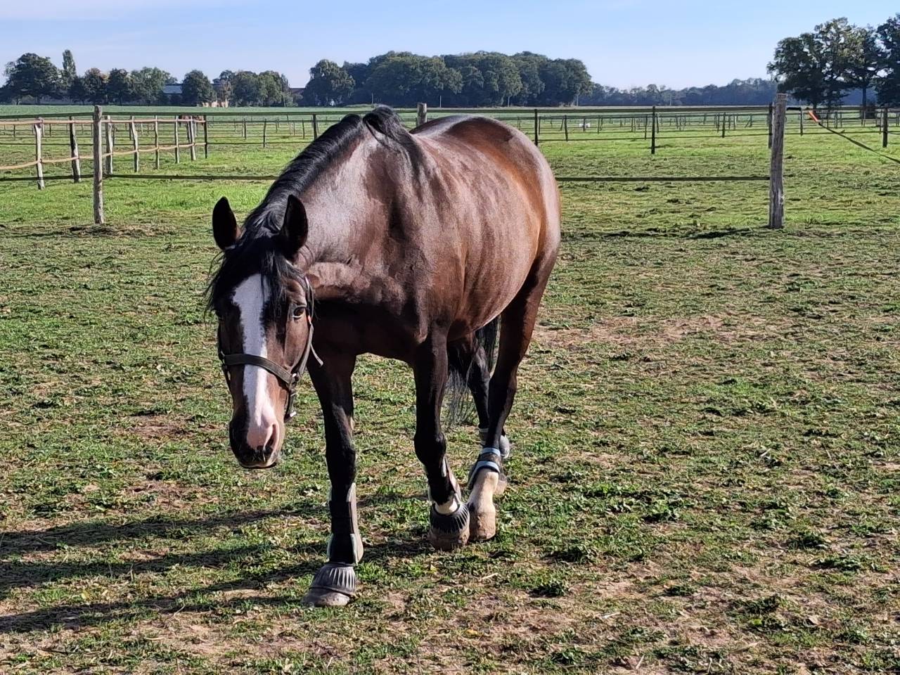 Baracouda - Hongre de 14 ans