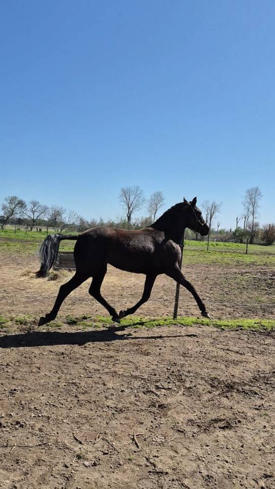  Vente pouliche Pure Race Espagnole 