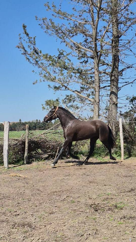  Vente pouliche Pure Race Espagnole 