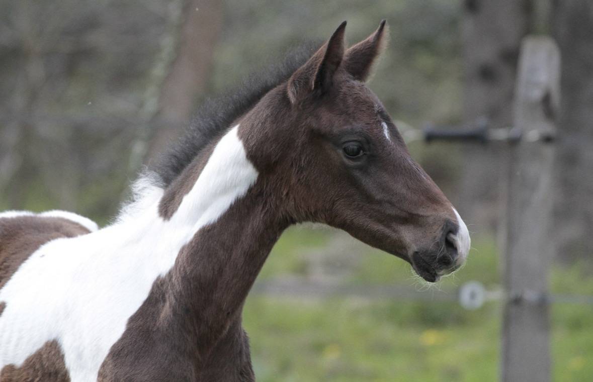 Poulain m&acirc;le pie bai 