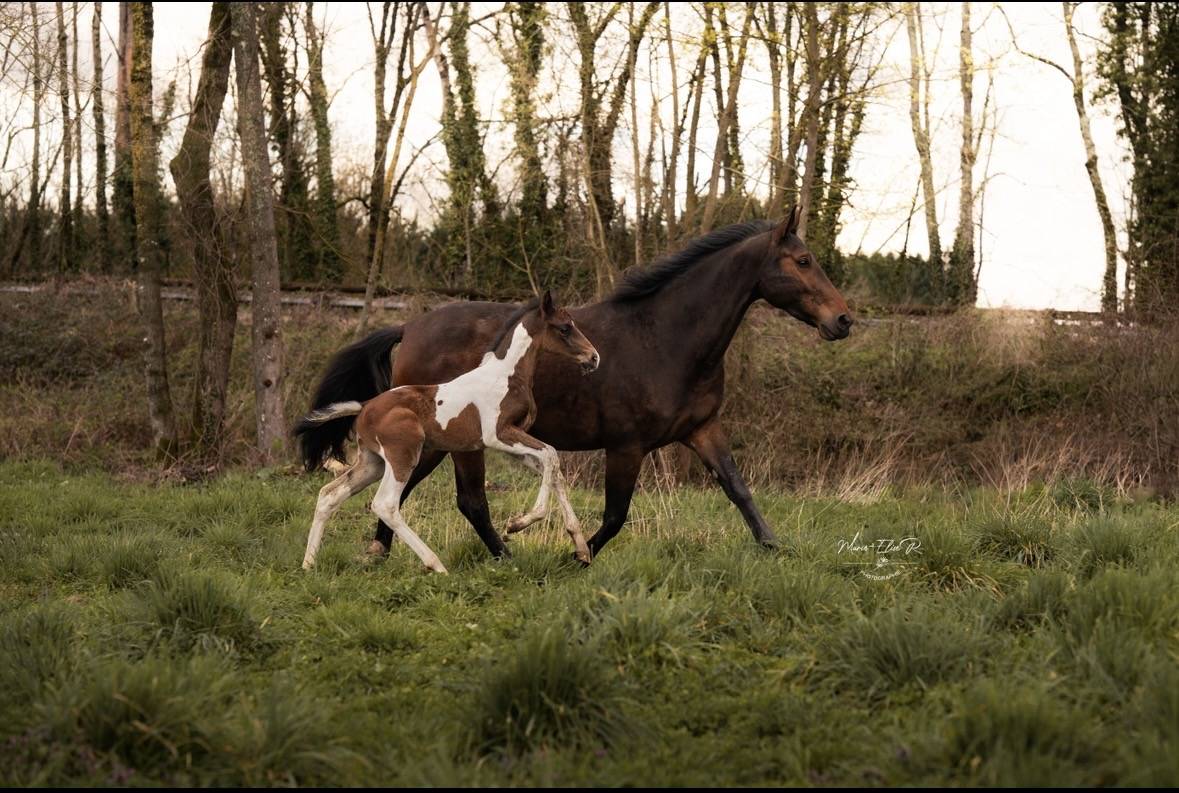 Poulain m&acirc;le pie bai 