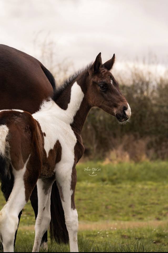 Poulain m&acirc;le pie bai 