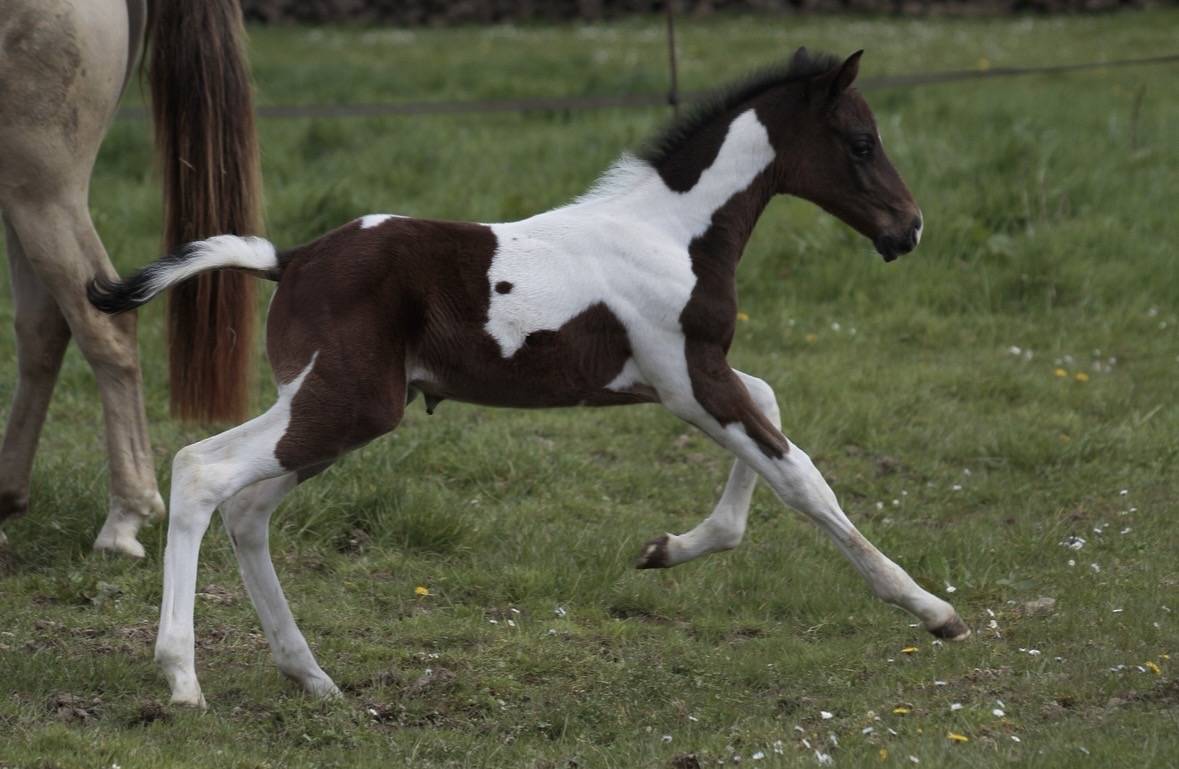 Poulain m&acirc;le pie bai 