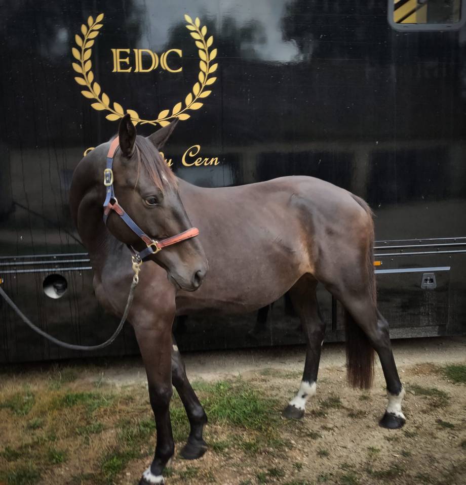 Hongre 5 ans X Sunday de Riverland 