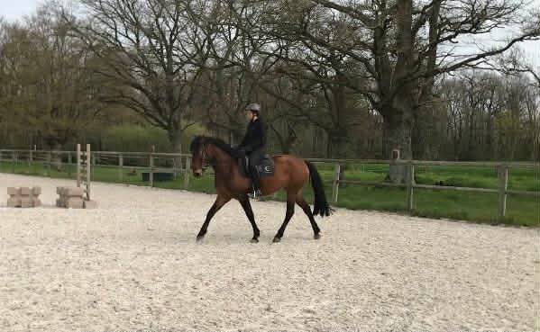 Jument ib&eacute;rique 4 ans d&eacute;bourr&eacute;e 