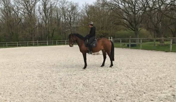 Jument ib&eacute;rique 4 ans d&eacute;bourr&eacute;e 