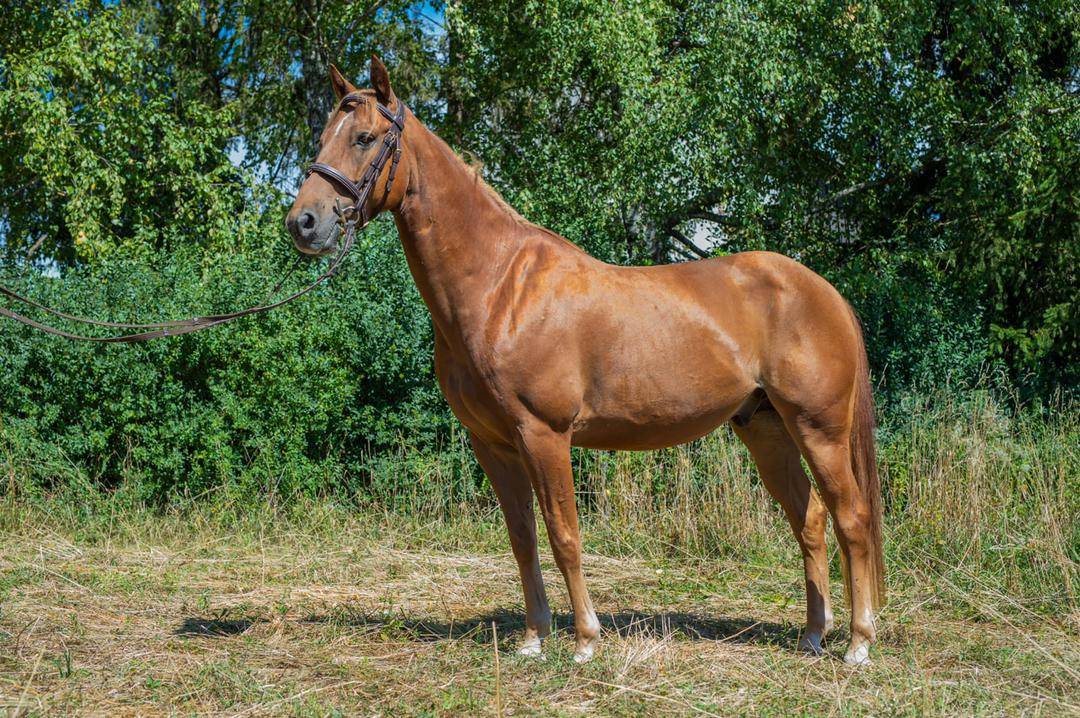 Quater Horse sensible