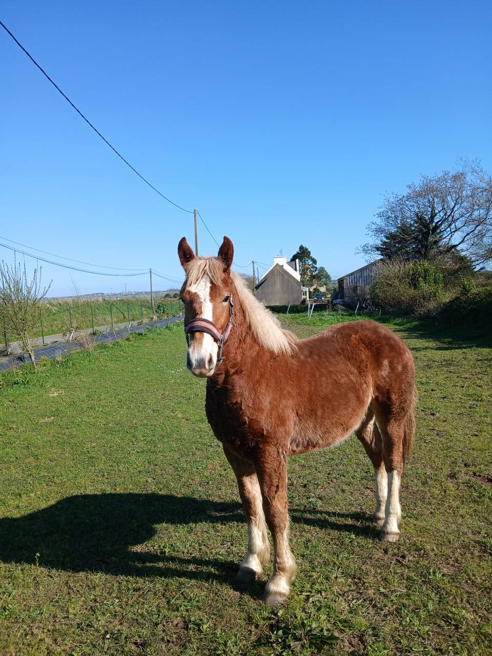 Pouliche trait breton