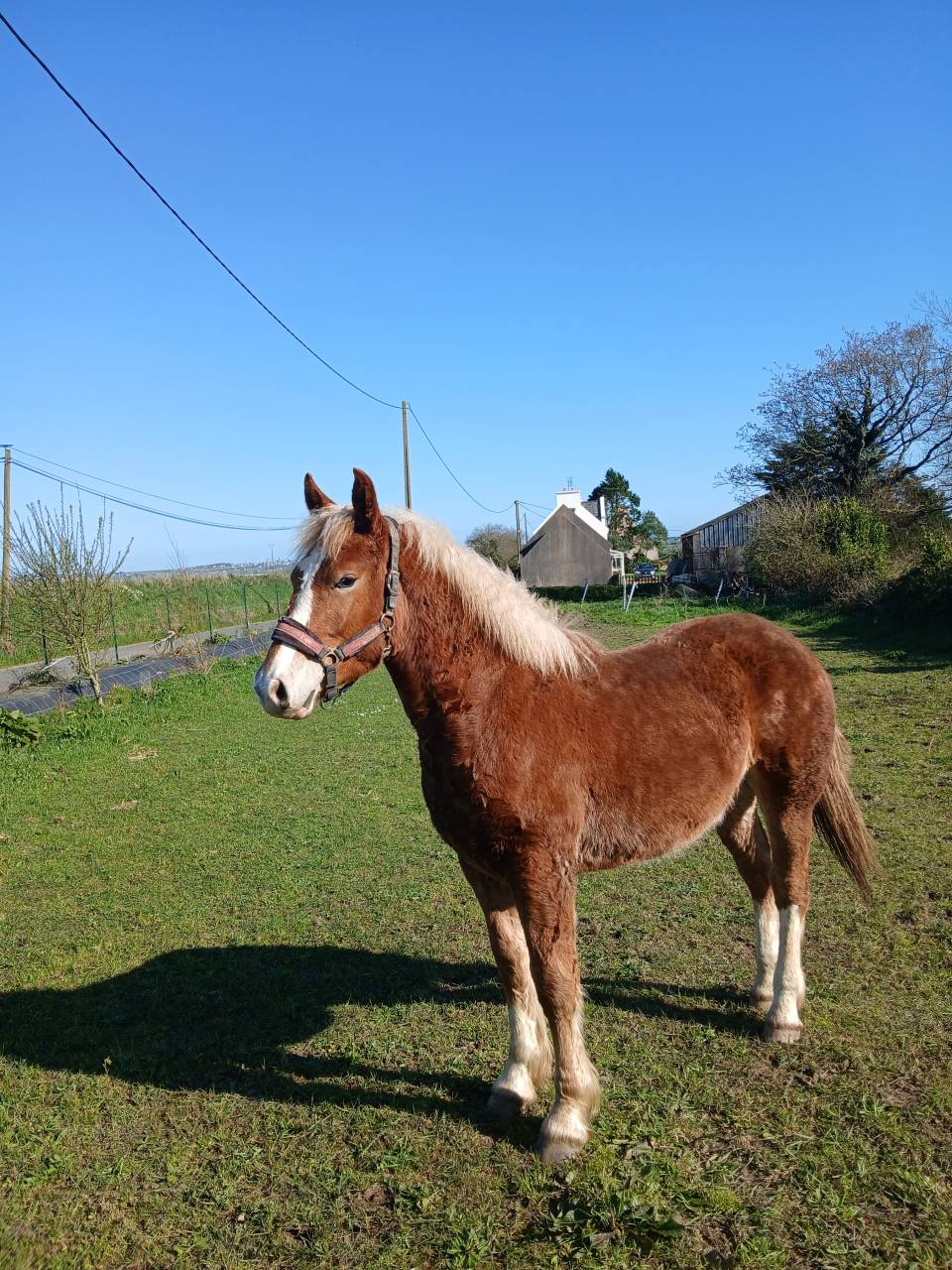 Pouliche trait breton