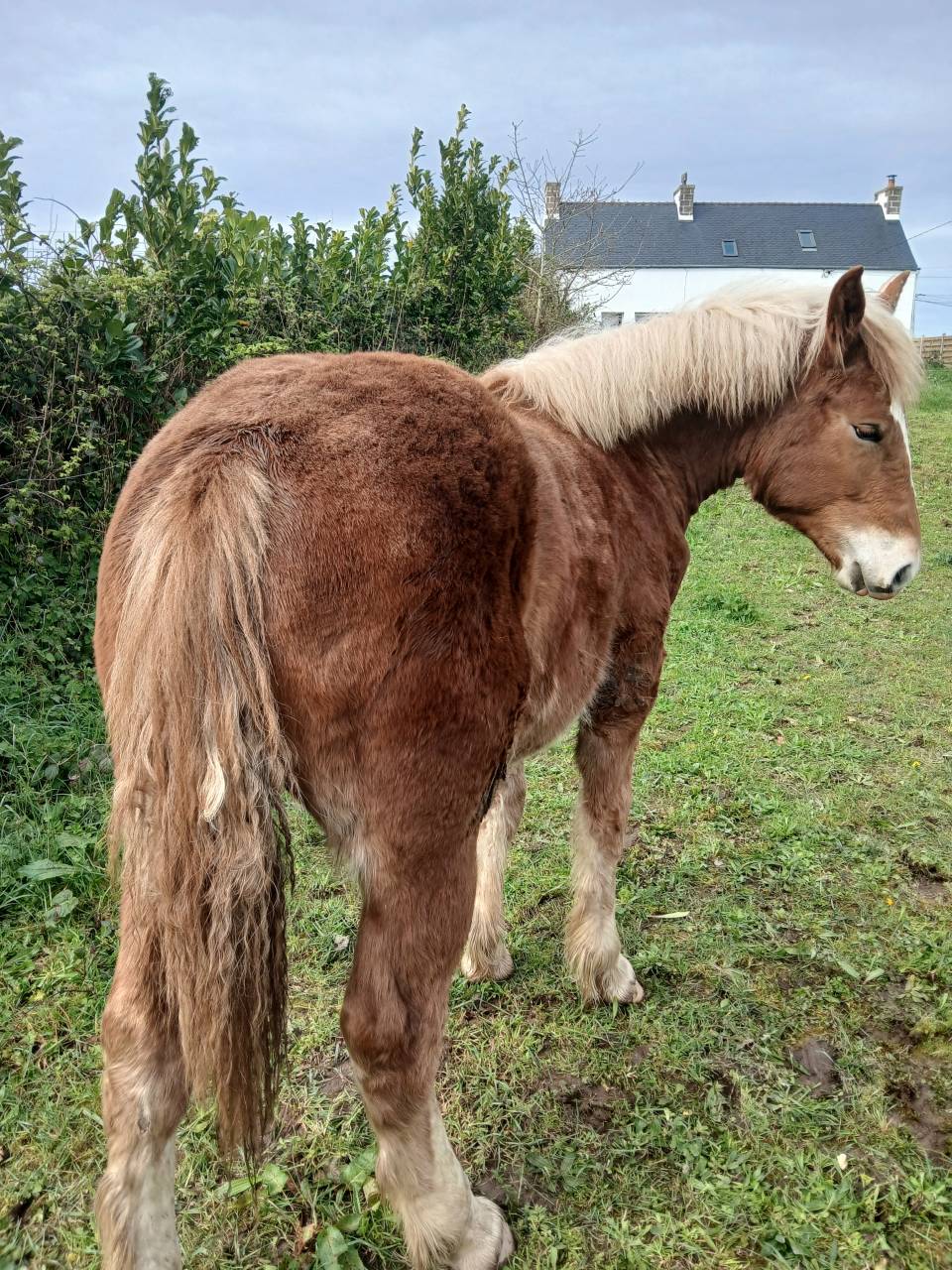 Pouliche trait breton