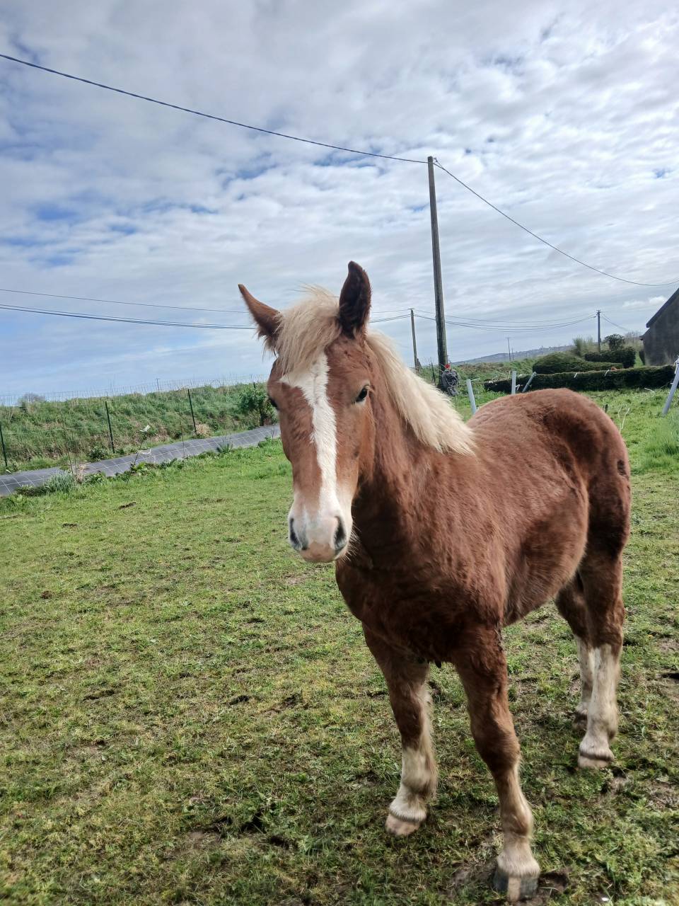 Pouliche trait breton