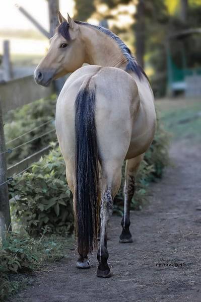 Etalon Quarter Horse Buckskin Dun