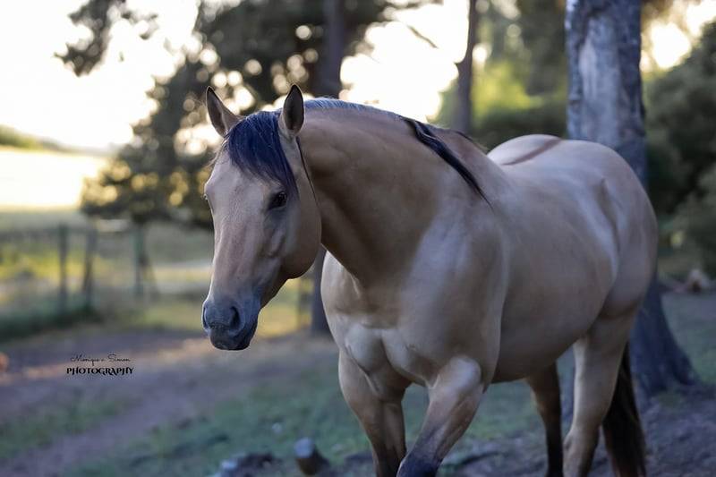 Etalon Quarter Horse Buckskin Dun