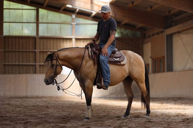 Etalon Quarter Horse Buckskin Dun