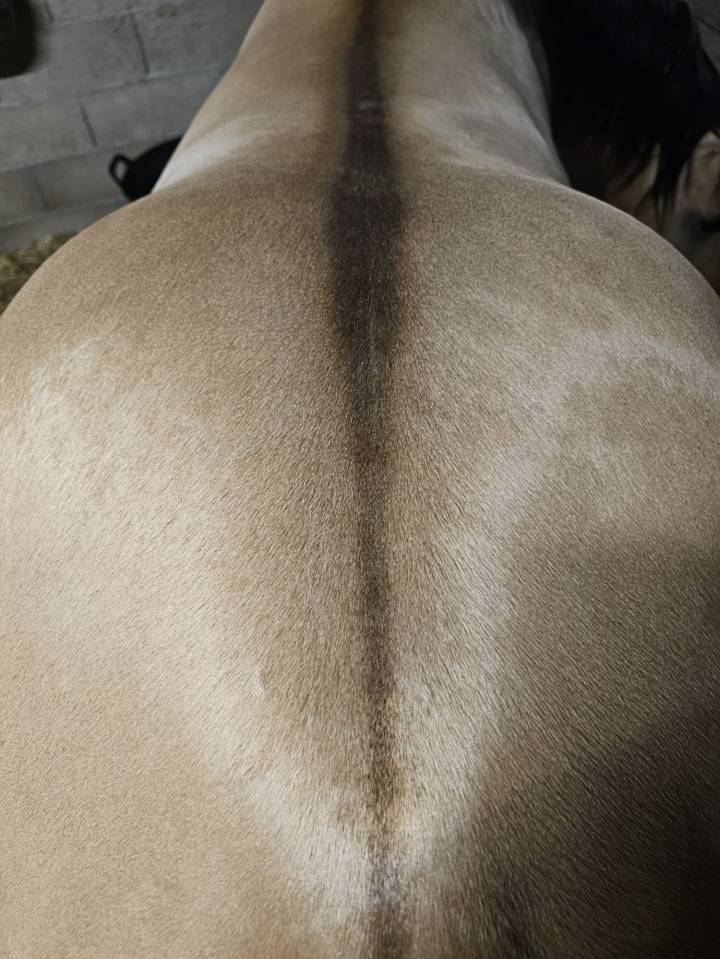 Etalon Quarter Horse Buckskin Dun